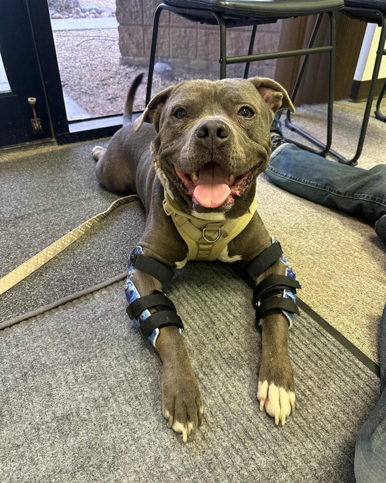 dog-with-braces-on-his-legs