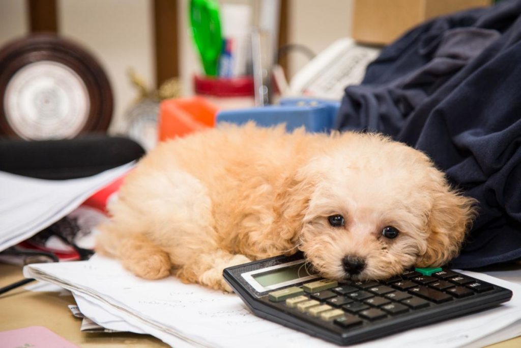 dog with calculator