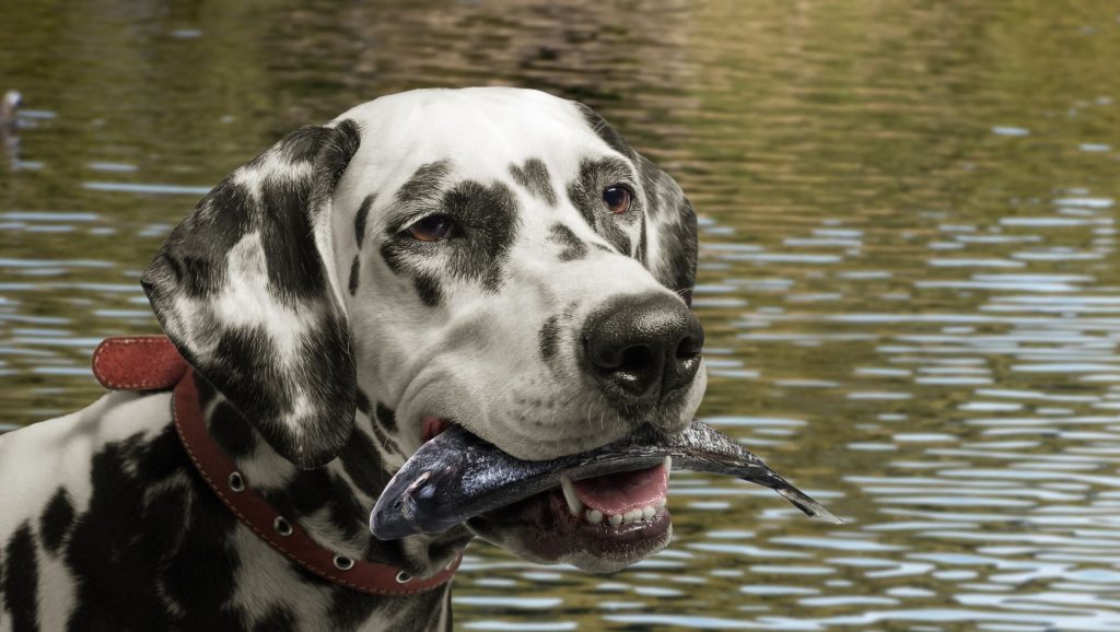 dog with fish in mouth