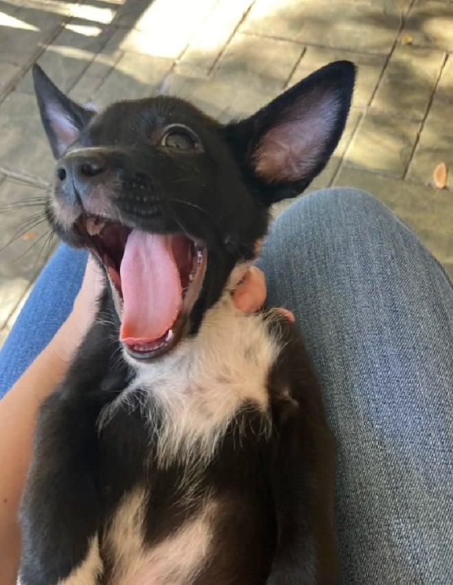 dog-yawning