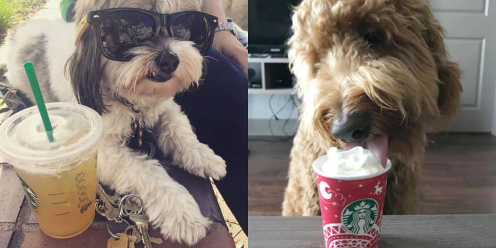 dogs-drinking-starbucks