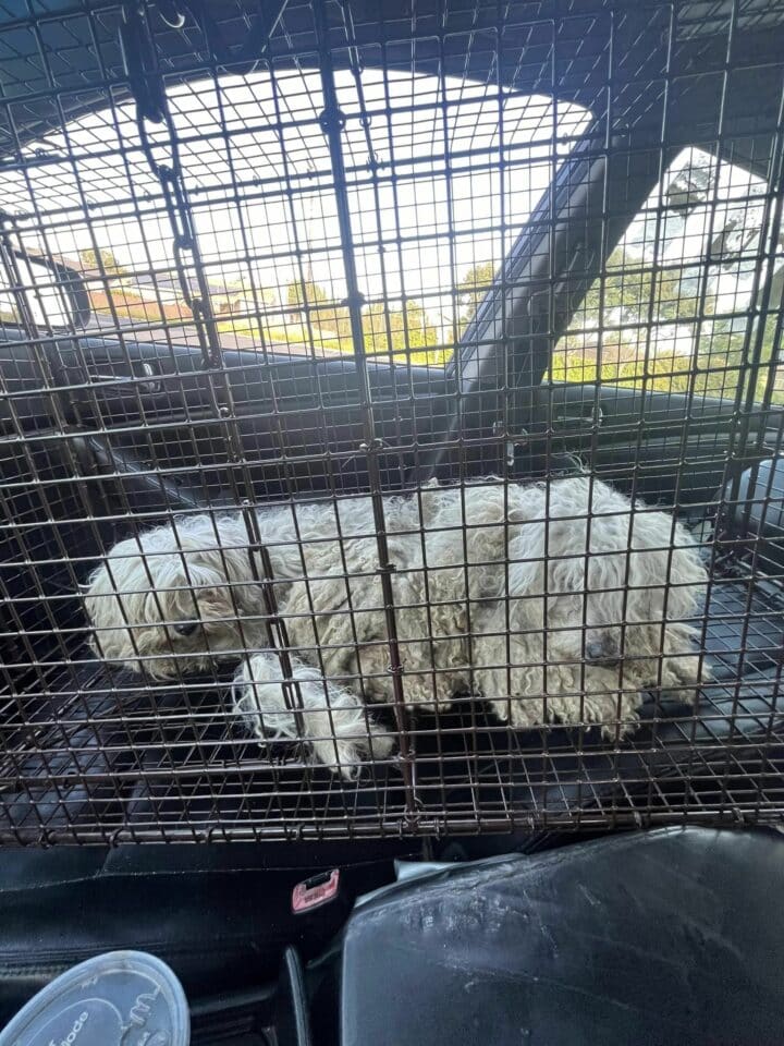 dogs-in-cage-driving-in-the-car