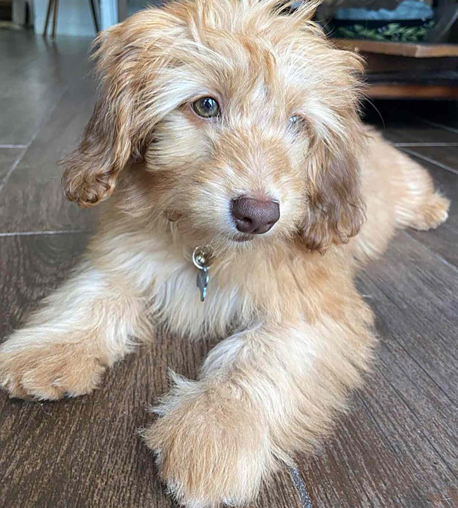 doxiepoo breed