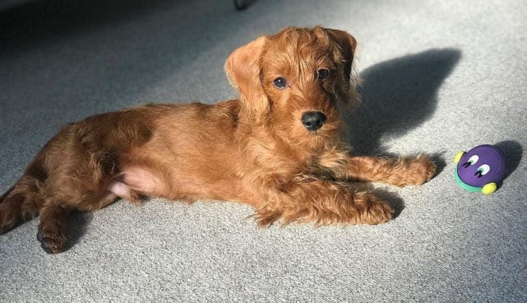 doxiepoo doggy