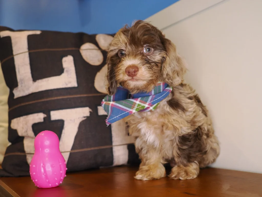 doxiepoo pup