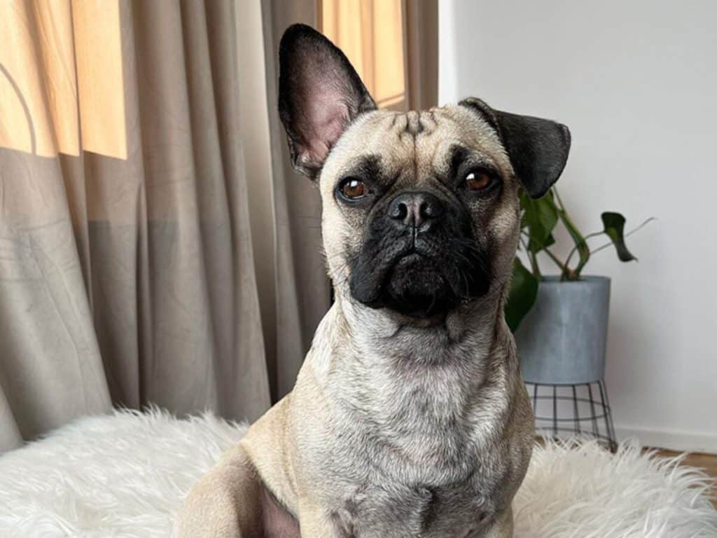 french-bulldog-pug-mix-breed