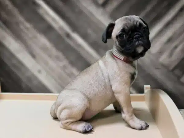 french bulldog pug mix