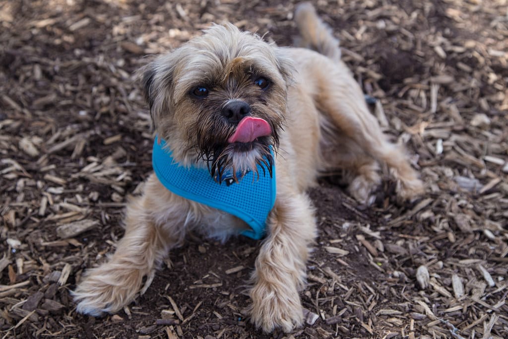 griffonshire pup