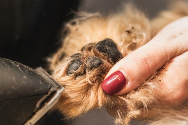 grinding a dogs nails