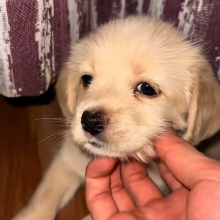 hand-petting-the-puppy