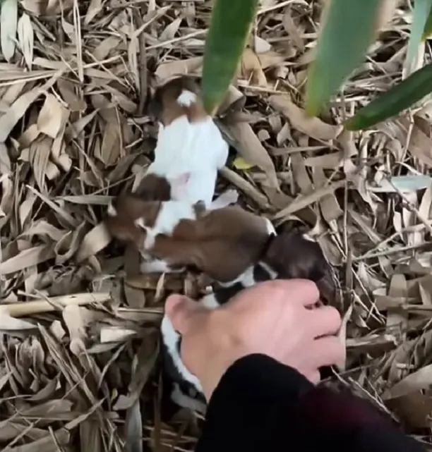 hand-picking-up-puppies