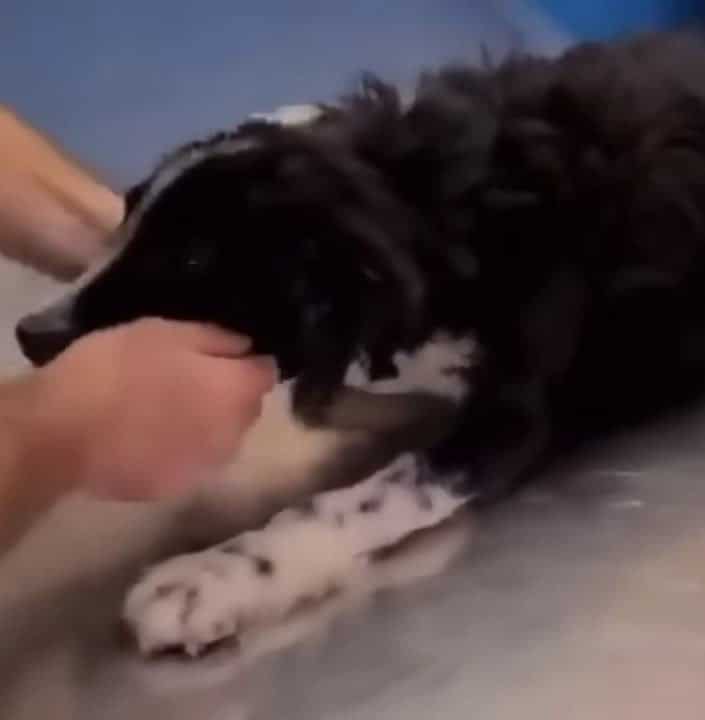 hands-petting-the-dog