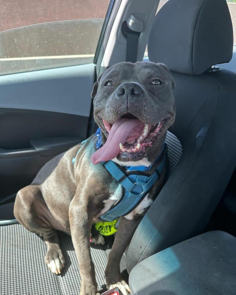 happy-dog-in-the-car