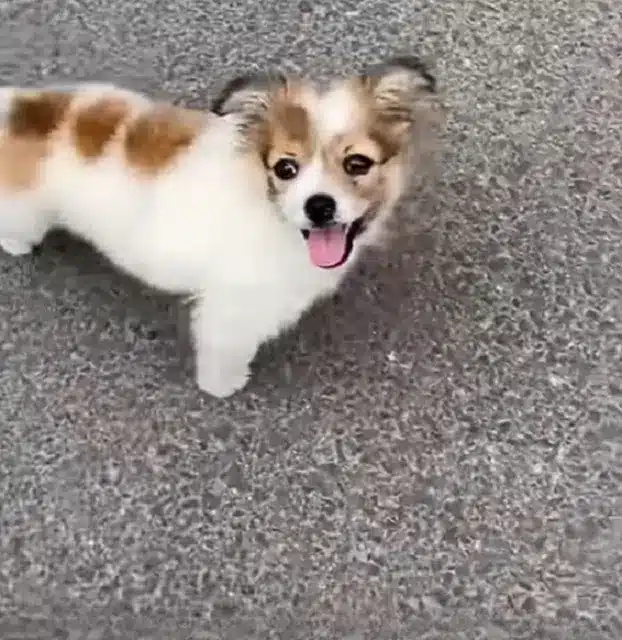 happy-puppy