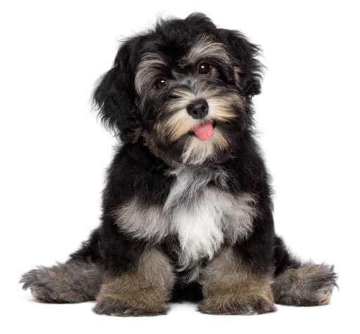 havanese pup