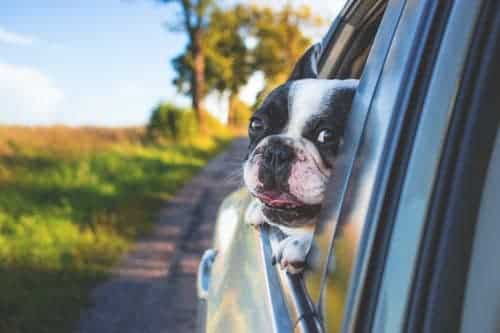 safety for dogs in cars