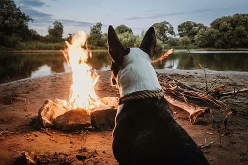 Camping with your dog