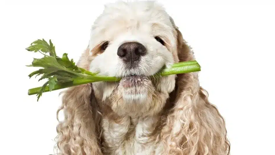 is-bok-choy-good-for-dogs