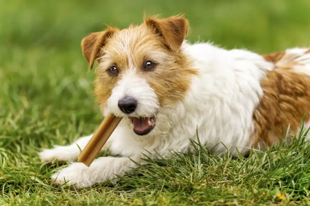 is dentastix good for dogs?