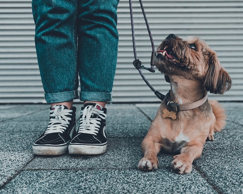 keeping your dog safe at REI