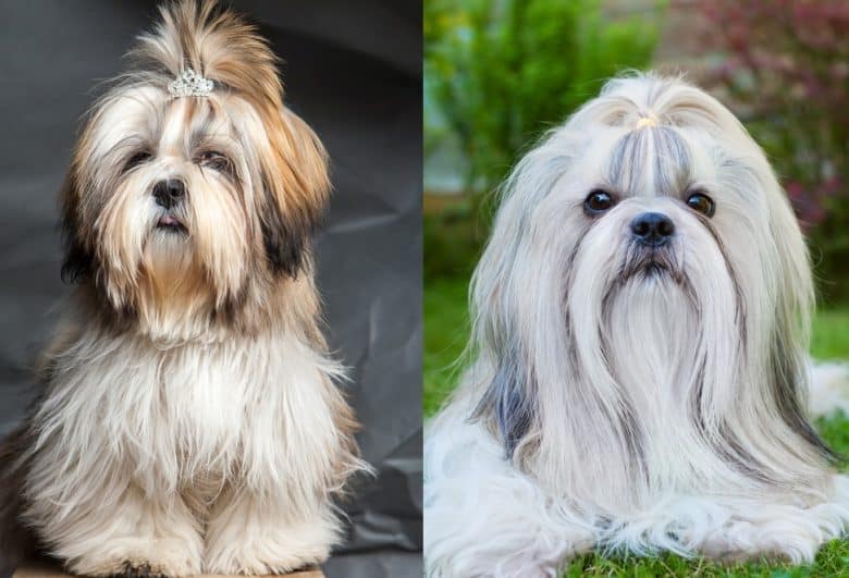 lhasa-apso-vs-shih-tzu