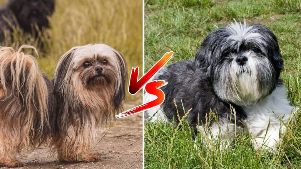 lhasa-apso-vs-shih-tzu-dogs