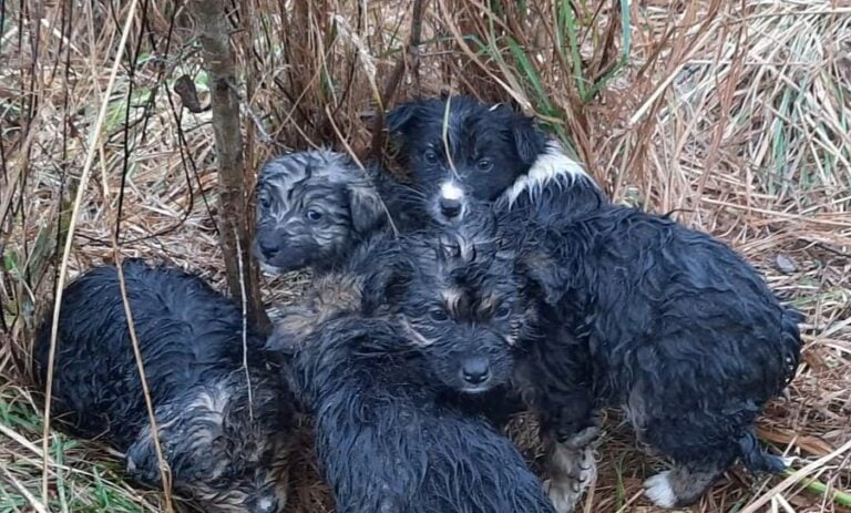 litter-of-puppies-in-the-grass-