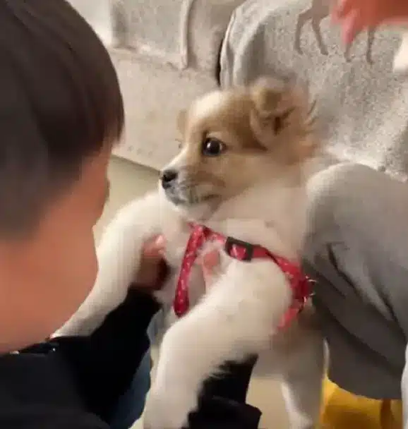 little-boy-holding-a-puppy