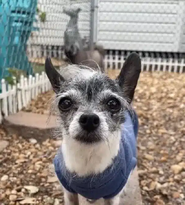 little-dog-standing-in-the-garden