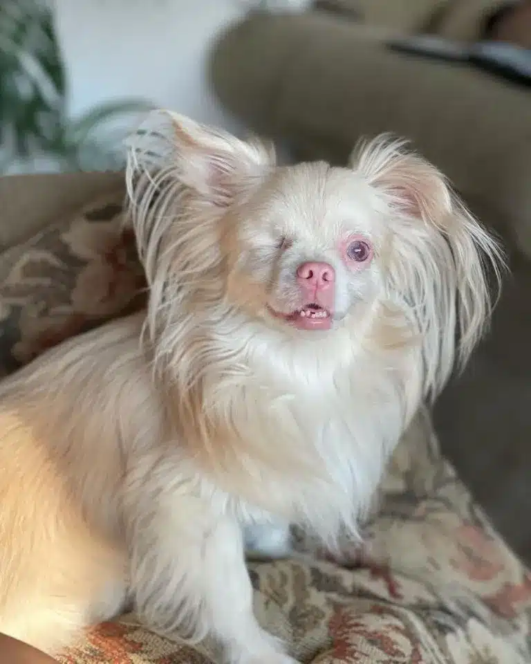 lucky-the-albino-puppy-sitting-on-couch