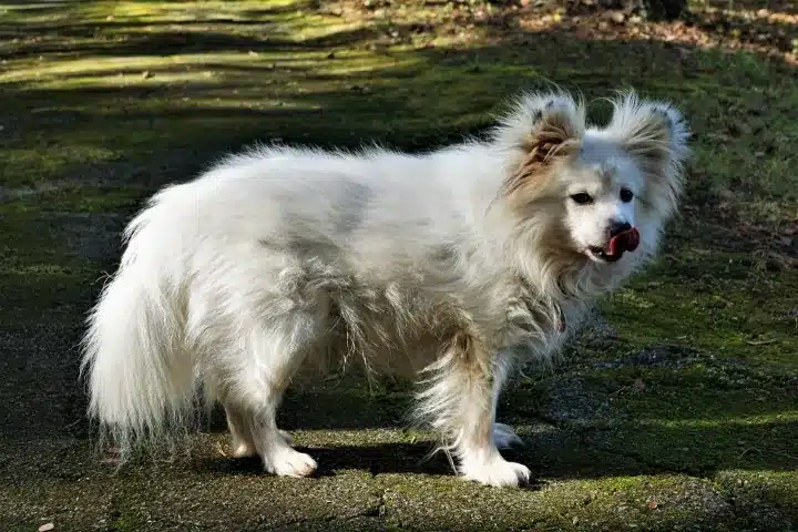 maltipom dog breed