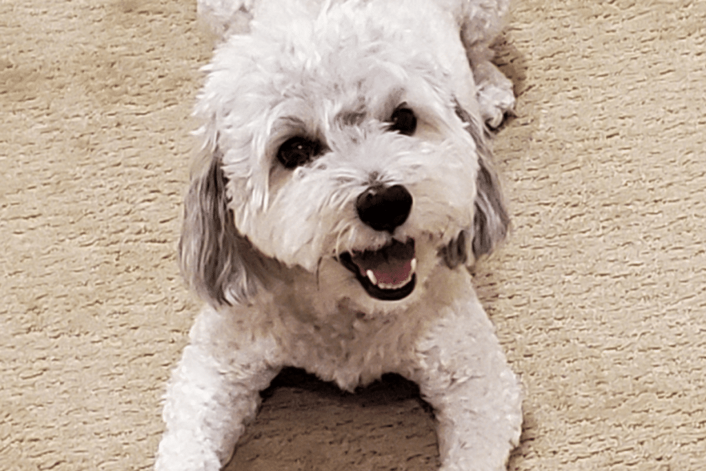 maltipoo dog