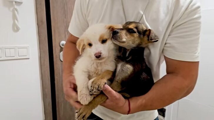 man-carrying-two-puppies