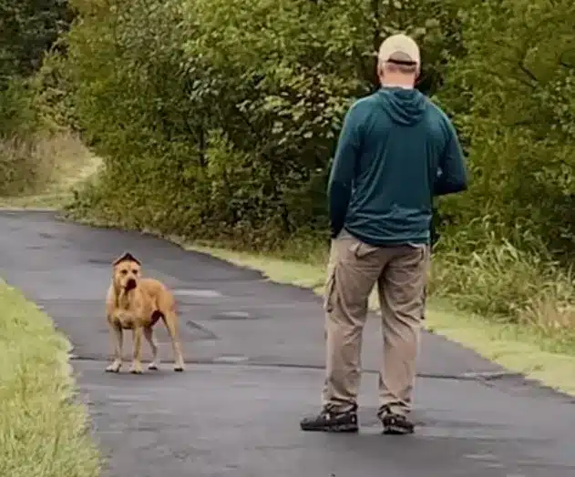 man-walking-up-to-a-dog-in-the-street