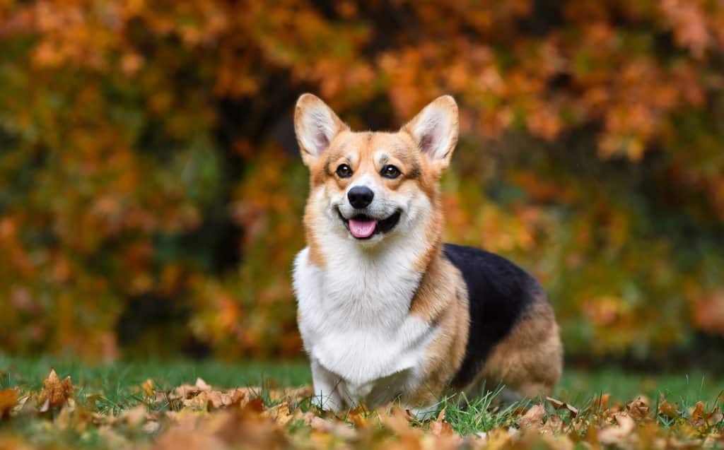 are corgi good apartment dogs?