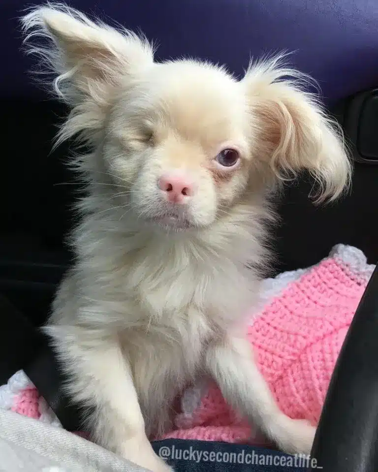 photo-of-albino-puppy-named-lucky