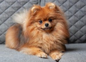 pomeranian