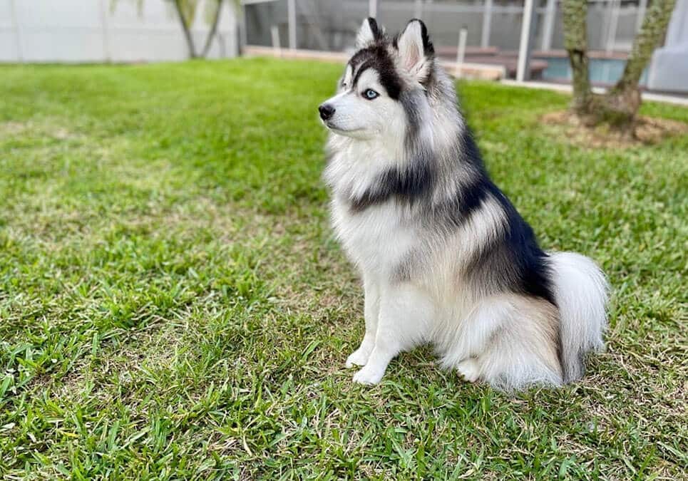 pomeranian husky mix