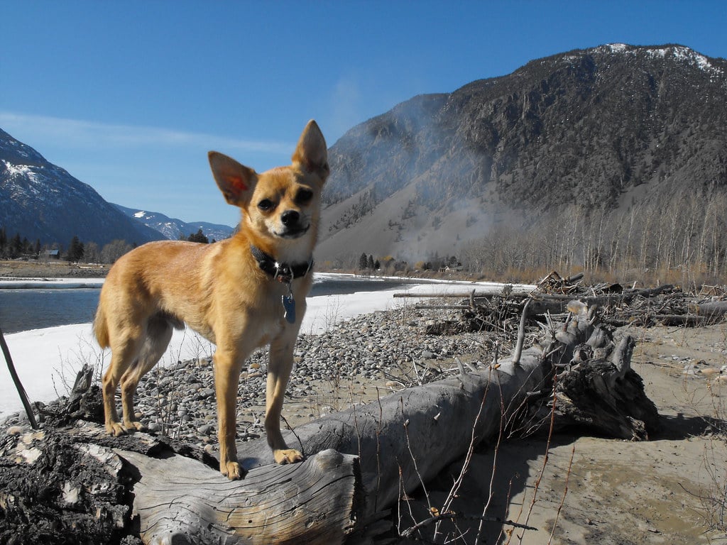 pomerat dog breed