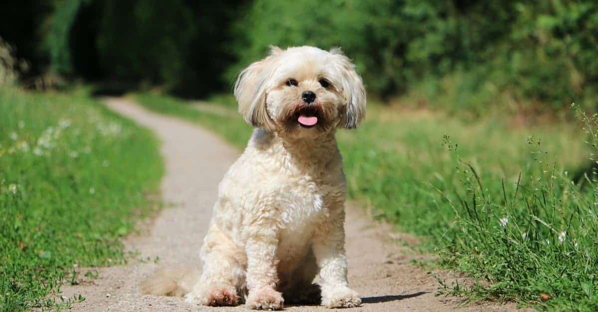 poovanese dog