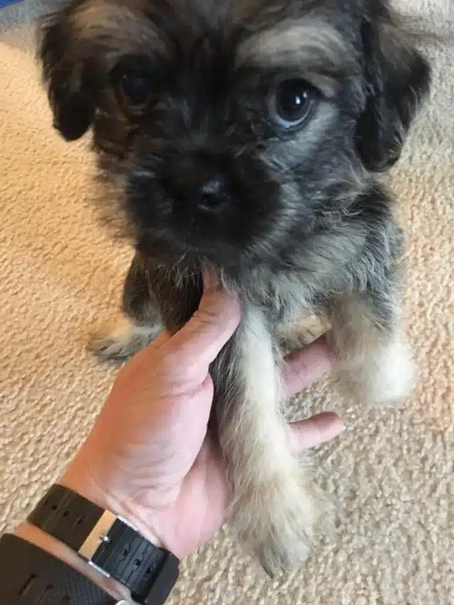 pug-and-coton-de-tulear-mix