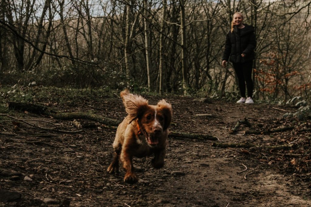 pup running