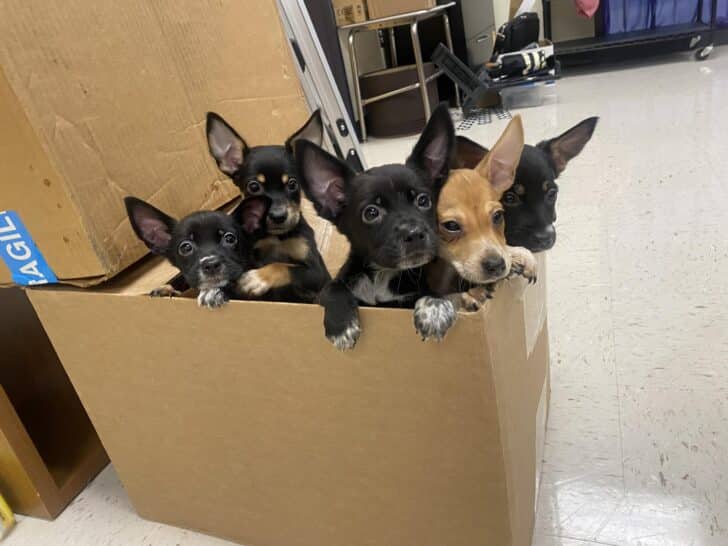 puppies-in-box