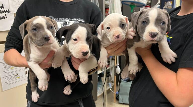 puppies-in-hands