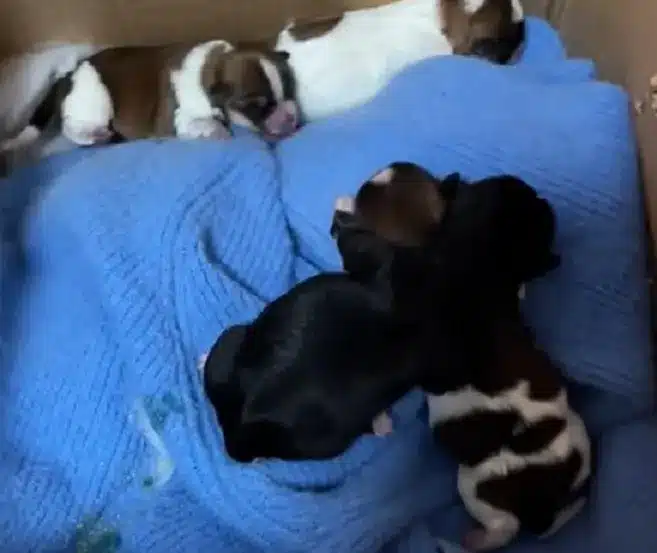 puppies-lying-on-blue-blanket