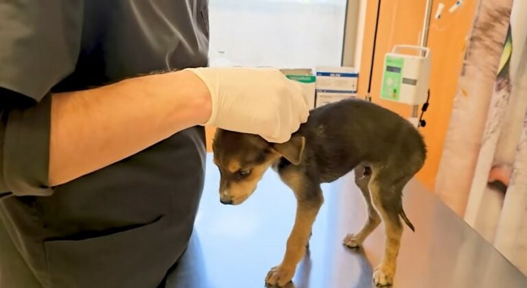 puppy-at-veterinarian