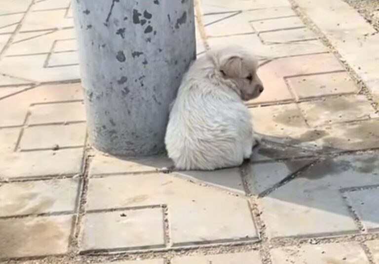 puppy-hiding-in-shade