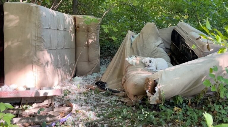 puppy-in-abandoned-yard