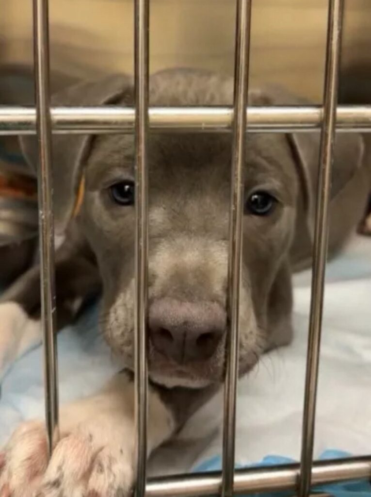 puppy-in-vet-clinic