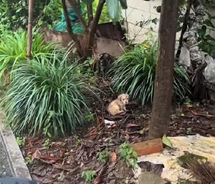 puppy-on-a-pile-of-leaves